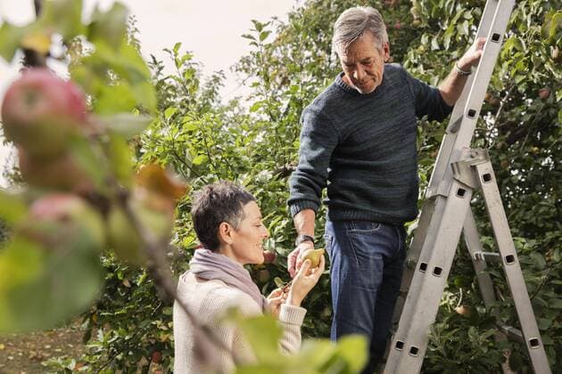 Man giving pears to woman while standing on ladder in orchard  Copyright: CarlxSmith fStopImages1579035