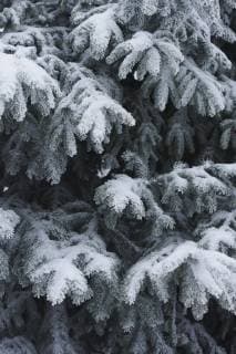 IMAGO Creative: Jahreszeit Winter, Spaziergang Full frame shot of snow covered pine trees  Copyright: Halfdark fStopImages1618003