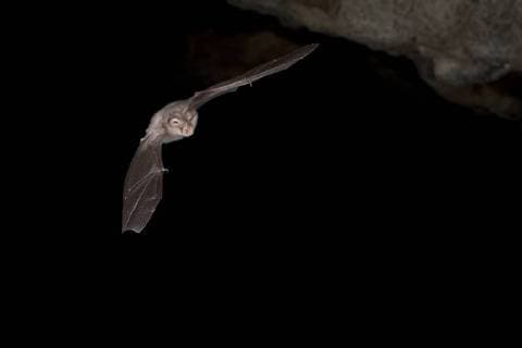 Kleine Hufeisennase (Rhinolophus hipposideros), jagt in der Nacht, Bulgarien, Rhodopen Lesser horseshoe bat (Rhinolophus hipposideros), hunting at night, Bulgaria, Rhodope Mountains BLWS497226 Copyright: xblickwinkel AGAMI T.xDoumax