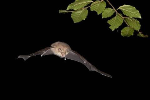 Kleine Hufeisennase (Rhinolophus hipposideros), jagt in der Nacht, Bulgarien, Rhodopen Lesser horseshoe bat (Rhinolophus hipposideros), hunting at night, Bulgaria, Rhodope Mountains BLWS497232 Copyright: xblickwinkel AGAMI T.xDoumax