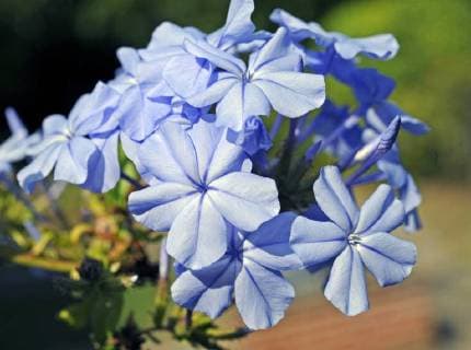 Zartblau bluehender Bleiwurz oder Plumbago als Topfpflanze auf sommerlicher Terrasse. Plumbago *** Delicate blue flowering plumbago or plumbago as a potted plant on summery terrace Plumbago