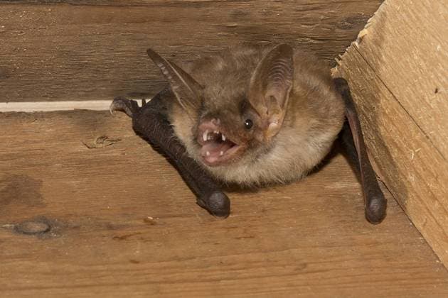 Grosses Mausohr, Riesenfledermaus, Riesen-Fledermaus (Myotis myotis), im Fledermauskasten, Frankreich Greater Mouse-eared bat, Large Mouse-Eared Bat (Myotis myotis), in a batbox, France BLWS497171 Copyright: xblickwinkel AGAMI T.xDoumax