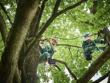 Tree cutters hanging on ropes in tree model released Symbolfoto property released  CVF01052