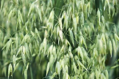 IMAGO Nature: Unsere Erde, Klimawandel, Ernährung, Pflanzen der Zukunft, Hafer Oat spikes, close-up  ELF01909