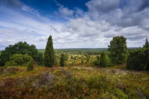 Germany, Lueneburger Heide in summer  FDF00235