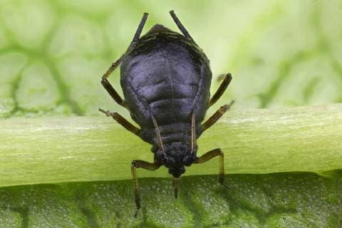 Blattlaeuse (Aphidoidea), Blattlaus auf Blatt, Makroaufnahme, Deutschland aphids (Aphidoidea), aphid on a leaf, closeup, Germany BLWS496211 Copyright: xblickwinkel F.xFoxx