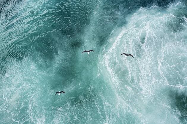 Three doves flying over North Atlantic  DMOF00042