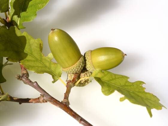Eicheln, Stieleiche, Quercus, robur English oak, Quercus robur