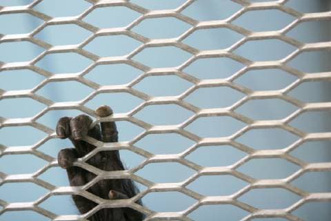 ALAMOGORDO, NM - March 20: A chimpanzee clings to the cage in the Coulston Foundation biomedical research lab in Alamogordo, New Mexico. Up to 300 chimps are being rescued by Dr. Carole Noon and taken to her 12 island sanctuary for rescued chimps in Fort Pierce, Florida. Noon and her organization, savethechimps.org, have to date ( April 2006) rescued and transported to Florida, 54 chimps since taking custody of the New Mexico based Coulston biomedical research lab in 2002., Alamogordo New Mexico United States Copyright: RobertxGallagher 9410100002