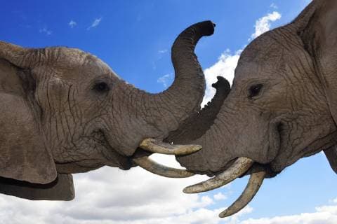 Afrikanische Elefanten (Loxodonta africana), Jungtiere, Waisen im Buffelsdrift Game Reserve, Oudtshoorn, Westkap, Südafrika Copyright: imageBROKER/NorbertxEisele-Hein ibxnex04738501.jpg