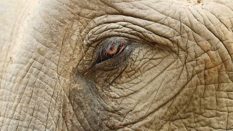 Tagging af elefant. Nedslagtningen af elefanter i Myanmar til Ritzau Story, onsdag den 3. oktober 2018.. , Denmark  Copyright: JuliaxThiemann WWFxVerdensnaturfx cop118 spdk20181003-095025-L