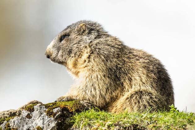  Murmeltier (Marmota), sitzt auf Felsen, Bayern, Deutschland, Europa *** Marmot Marmota sits on rock Bavaria Germany Europe Copyright: imageBROKER/ChristophxRuisz ibxcru04690347.jpg