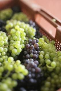 IMAGO Creative, Biodynamische Landwirtschaft Wine grapes harvested from biodynamic vineyards of Chardonnay and Pinot Noir during harvest 2008 in Champagne, France., Champagne Ile de France France Copyright: ClayxMcLachlan 9928800008