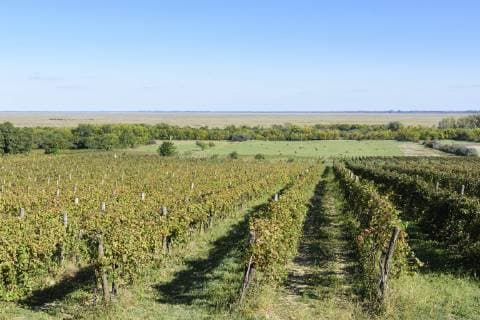 vineyard, view to Neusiedler See (Lake Neusiedl) Fertöboz (Holling) GyÅ‘r-Moson-Sopron Hungary Neusiedler See (Lake Neusiedl)