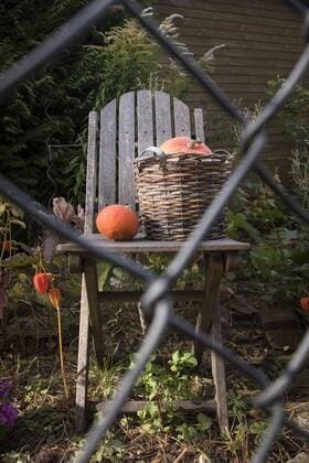 IMAGO Creative, Jahreszeit Herbst auf dem Land Kürbisse werden in einen Schrebergarten in Berlin-Pankow auf einem alten Gartenstuhl präsentiert Kürbiszeit *** Pumpkins are presented in a allotment garden in Berlin Pankow on an old garden chair. Pumpkin season