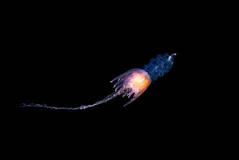 Staatsqualle (Physophora hydrostatica), Nordmeer, Nordatlantik, Norwegen, Europa Copyright: imageBROKER/AndreyxNekrasov ibxaaa04753282.jpg
