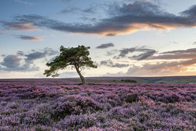 The lone tree on Egton moor at sunset. Copyright: xRJBxPhotograhic LOOPxIMAGESx RJB0501822