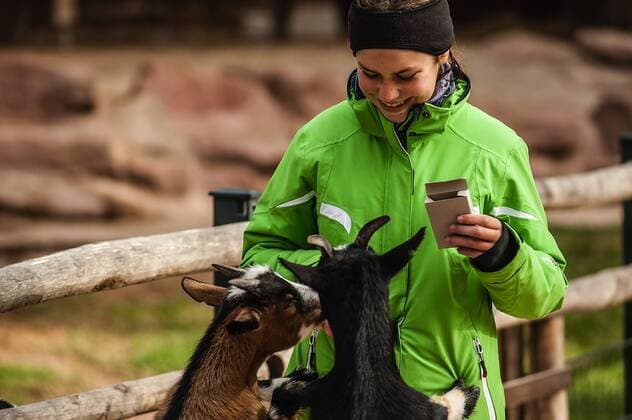Das Mädchen Lilli füttert Ziegen (Capra aegagrus hircus) im Tiergarten Nürnberg, Bayern, Deutschland. Tiere im Tiergarten Nürnberg