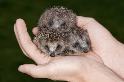Europaeischer Igel, Westeuropaeischer Igel, Westigel, West-Igel, Braunbrustigel, Braunbrust-Igel (Erinaceus europaeus), junge Igel in der Hand, Niederlande Western hedgehog, European hedgehog (Erinaceus europaeus), young hedgehogs in the hands, Netherlands BLWS501017 Copyright: xblickwinkel AGAMI T.xDoumax