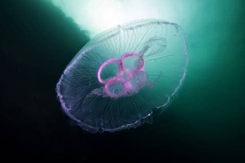 August 10, 2018 - Norwegian Sea, Northern Atlantic, Norway - Moon jellyfish, Common jellyfish, Moon jelly, or Saucer jelly Norwegian Sea, Northern Atlantic Norway - ZUMAn281 20180810_zap_n281_023 Copyright: xAndreyxNekrasovx