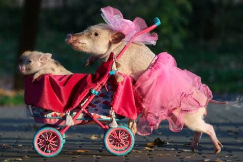 Entertainment Bilder der Woche KW42 Entertainment Bilder des Tages MOSCOW REGION, RUSSIA - OCTOBER 18, 2018: Miniature pigs in Balashikha, Moscow Region. Anton Novoderezhkin TASS  TS0944B5
