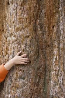 Girl touching tree bark, cropped, full frame  Copyright: EricxAudras B41652918