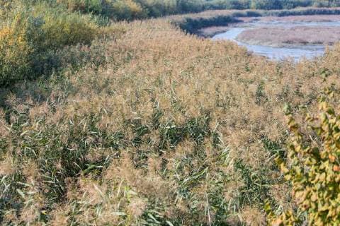 IMAGO Nature: Unsere Erde, Pflanzen: Bedrohte Planzenarten in Deutschland Das Suesswasserwatt Holzhafen in Hamburg steht seit fuenf Jahren unter Naturschutz (Foto vom 10.10.2018). Die knapp 20 Hektar grosse Flaeche suedlich des Moorfleeter Deichs in Hamburg faellt bei Ebbe komplett trocken, durch Priele kommt danach die Elbe zurueck und ueberflutet den Schlick. Dort leben und rasten Loeffelenten, Brandgaense und Kiebitze, es gedeiht der seltene Schierlings-Wasserfenchel und Pflanzen wie der Schmalblaettrige Rohrkolben. Ein Stueck Wildnis. Dabei wurde das Suesswasserwatt vor zehn Jahren kuenstlich angelegt, als Ausgleichsmassnahme fuer den sechsspurigen Ausbau der A7 auf Hamburger Stadtgebiet. Die sogenannte Billwerder Insel im Hamburger Holzhafen ist dafuer rueckgedeicht worden. Das bedeutet: Der vorhandene Deich auf der Billwerder Insel wurde ueber eine Strecke von etwa 400 Metern entfernt. Ein Teil der Flaech Copyright: epd-bild PhilippxReiss EDITORIAL USE ONLY