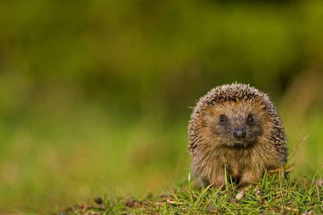Europaeischer Igel, Westeuropaeischer Igel, Westigel, West-Igel, Braunbrustigel, Braunbrust-Igel (Erinaceus europaeus), auf einer Wiese, Niederlande Western hedgehog, European hedgehog (Erinaceus europaeus), in a meadow, Netherlands BLWS501807 Copyright: xblickwinkel AGAMI M.xvanxDijlx