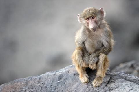 Bilder der Erde Mantelpavian, Mantel-Pavian (Papio hamadryas), Jungtier sitzt auf einem Felsen, Aethiopien, Awash Nationalpark hamadryas baboon, sacred baboon (Papio hamadryas), young animal sitting on a rock, Ethiopia, Awash National Park BLWS501878 Copyright: xblickwinkel AGAMI M.xvanxDijlx