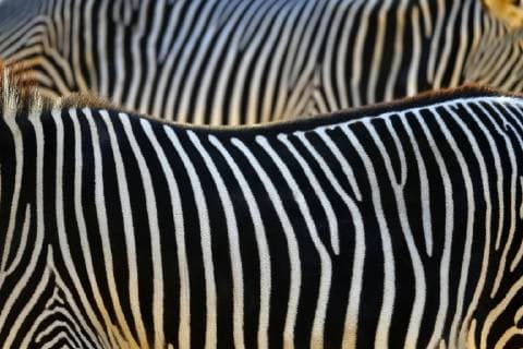 IMAGO Nature: Unsere Erde, Tiere, Gestreifte Tierarten  Bilder der Erde Fellmuster, Streifen, Grevyzebra (Equus grevyi), captive, Deutschland, Europa *** Hide pattern stripes Grevyzebra Equus grevyi captive Germany Europe Copyright: imageBROKER/MichaelxWeber ibximw04761014.jpg