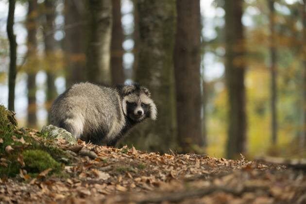 Marderhund (Nyctereutes procyonoides) adult in herbstlich gefärbtem Laubwald, Bayern, Deutschland Copyright: xRalfxKistowskix BIA113933