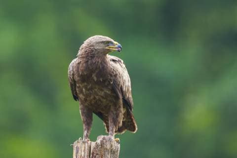 Schreiadler (Clanga pomarina) auf einem Pfahl, Polen *** Lesser spotted eagle Clanga pomarina on a pole Poland Copyright: xHansxGladerx BIA118495