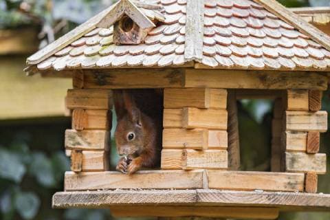 Eichhörnchen (Sciurus vulgaris) sitzt und frisst in Vogelfutterhaus, Berlin, Deutschland *** Squirrel Sciurus vulgaris sits and eats in bird feeder house Berlin Germany Copyright: xMartinxGrimmx BIA130488