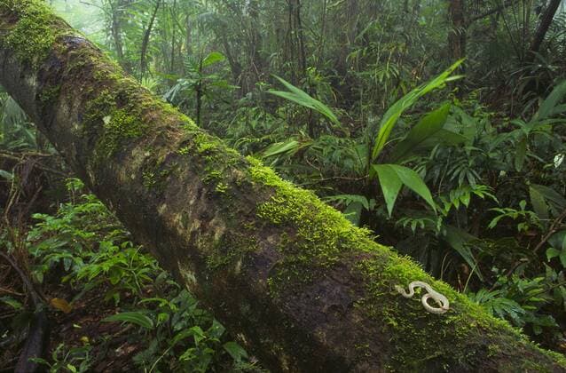 IMAGO Nature: Unsere Erde, Umweltverträgliche Herausforderungen des 21. Jahrhunderts, Regenwald Greifschwanz-Lanzenotter (Bothriechis schlegelii) auf Baumstamm im Regenwald, Costa Rica *** Griffin tail lance-otter Bothriechis schlegelii on tree trunk in rainforest Costa Rica Copyright: xGregxBascox BIA134156