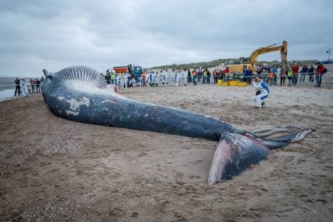 News Themen der Woche KW43 News Bilder des Tages Belgien, gestrandeter Finnwal in De Haan Illustration picture shows the cadaver of a large fin whale that has stranded on the beach in De Haan, Thursday 25 October 2018. Researchers will study the remains.  KURTxDESPLENTER 05454513