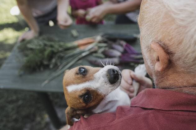 Portrait of Jack Russel Terrier on arm of senior man model released Symbolfoto property released  KMKF00485