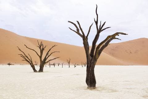 Afrika, Namibia, Sossusvlei, Deadvlei, Tote Akazienbäume *** Africa Namibia Sossusvlei Deadvlei Dead Acacia Trees