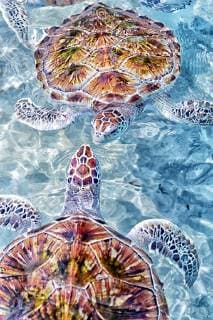 View from above of two green sea turtles (Chelonia mydas), Akumal, Yucatan Peninsula, Mexico, Akumal Yucatan peninsula Mexico Copyright: DavidxSantiagoxGarcia GADA015396