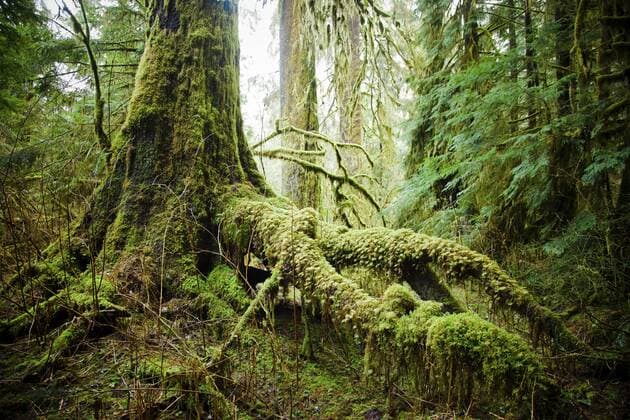 A lush and mossy section of the Temperate Rainforest located near Vancouver, B.C., Vancouver British Columbia Canada Copyright: ChristopherxKimmel KICH001157