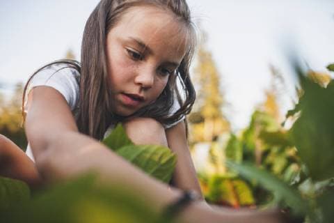 A Young Girl Harvesting Vegetables From Her Garden In Fort Langley, Fort Langley British Columbia Canada model released Symbolfoto Copyright: ChristopherxKimmel KICH008601