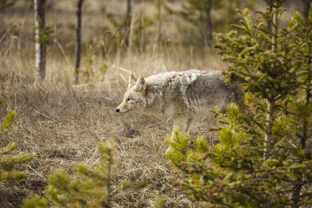 A Coyote Hunts For Prey In Jasper National Park, Jasper National Park British Columbia Canada Copyright: ChristopherxKimmel KICH009997