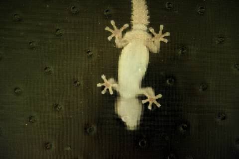 Gecko von unten, Suedafrika gecko from below, South Africa BLWS501772 Copyright: xblickwinkel AGAMI M.xvanxDijlx