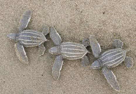 High Angle View Of Leatherback Turtles Walking On Sand, Costa Rica Costa Rica Costa Rica Copyright: JoshxMillerxPhotography MIOS000356