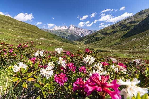 White and fuchsia coloured rhododendrons, Spluga Pass, canton of Graubunden, Switzerland, Europe Copyright: RobertoxMoiola 1179-3531