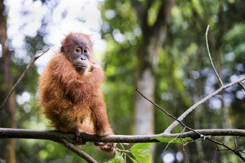 Baby Sumatran orangutan (Pongo abelii) on branch looking at camera, Gunung Leuser National Park, Sumatra, Indonesia, Gunung Leuser National Park Sumatra Indonesia Copyright: MattxStirn STAT000206