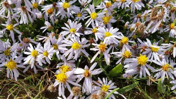 IMAGO Nature: Unsere Erde, Pflanzen: Bedrohte Planzenarten in Deutschland Strandaster, Tripolium, pannonicum beach, aster *** Beach chair Tripolium pannonicum beach aster