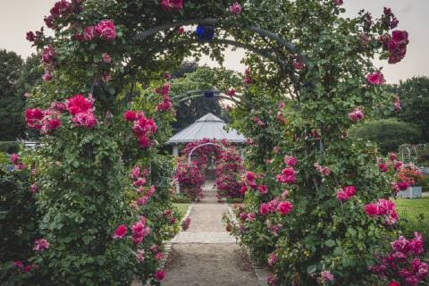Germany, Hamburg, Planten un Blomen, rose garden, pavilion  KEBF00903