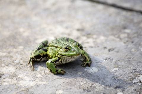 Common water frog on a wall  NDF00678