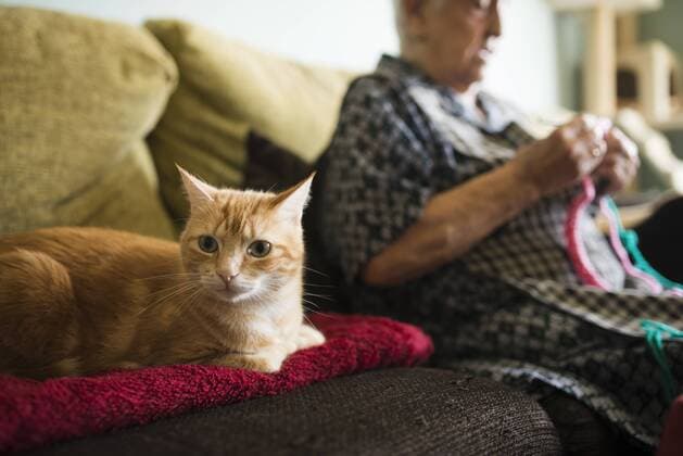 Portrait of cat on the couch with senior woman crocheting in the background model released Symbolfoto property released  RAEF02130