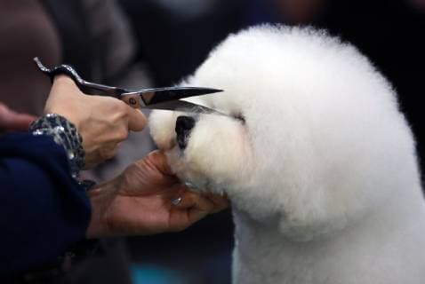 Entertainment Bilder der Woche KW44 Entertainment Bilder des Tages MOSCOW REGION, RUSSIA - NOVEMBER 3, 2018: The Russia 2018 International Dog Show (CACIB), at the Crocus Expo exhibition centre in Krasnogorsk, Moscow Region; the dog show was organised by the Russian Canine Federation (RKF). Sergei Fadeichev TASS  TS096165